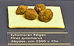 Sykomore FeigenFicus symorusAbydos, um 2900 v. Chr.